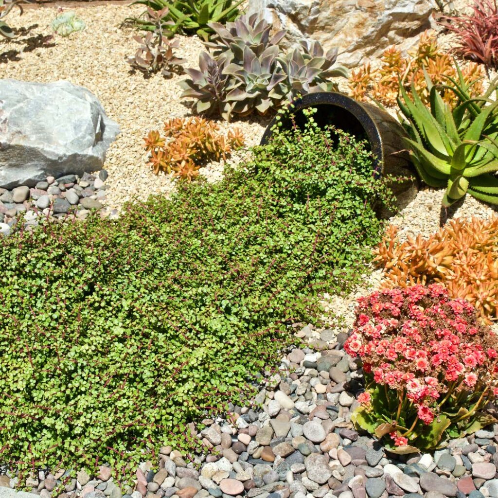 Xeriscaping