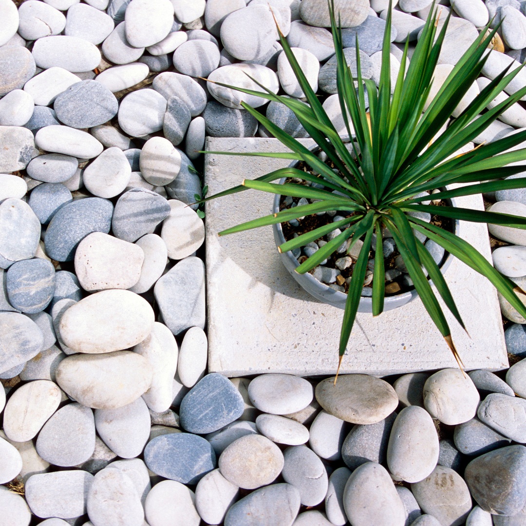 plant and rocks