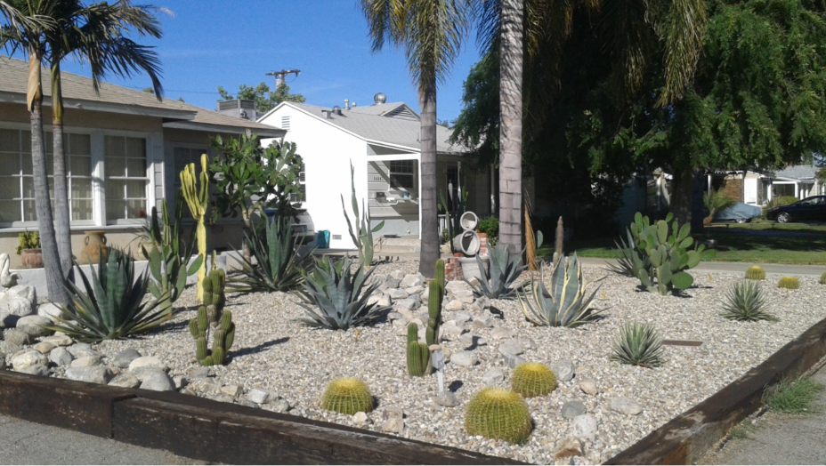 drought tolerant landscaping