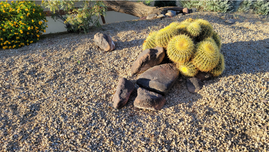 drought tolerant landscape contractor