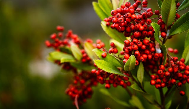 toyon