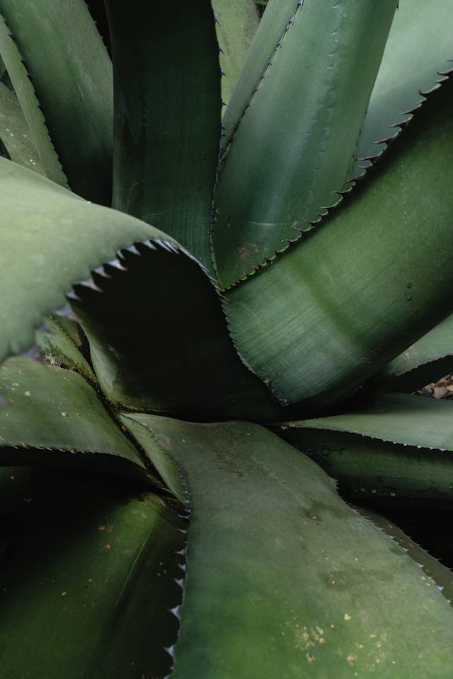 drought-tolerant
