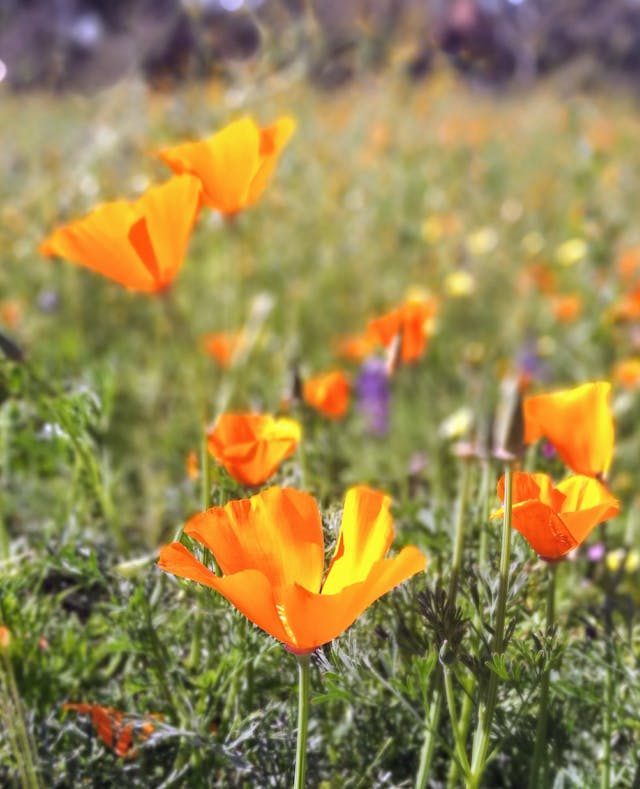 drought resistant california