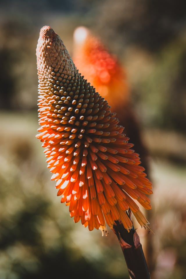 california plants