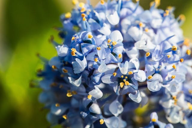 drought tolerant plants